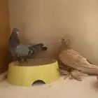 حمام صنعاوي