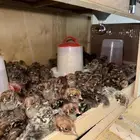 صيصان فيومي العمر اسبوع