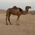 لقحة حمراء ساحليه