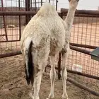 حاشي للبيع