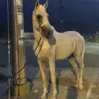 حصان شعبي الصحة شرط