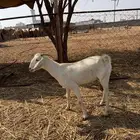 عنز دافع للبيع( تم البيع )