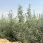 متوفر مورنقا هندي مركن 20 ومورنقا عربي البان او اليسر مركن25