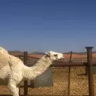 بكره مقنوي ابوه ولد الجافل وامها منتج