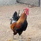 للبيع ديك