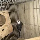 ذكر كروان منتج شرط