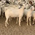 للبيع معزا بيشيات مواليد ودفيع