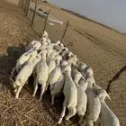 بهم تربيه ( تم البيع )