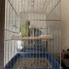 بغبغاء للبيع