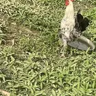 ديك فيومي