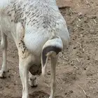 سواكن ورفيديات وبرابر طب وتخير