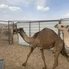 حشوان للبيع