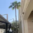 شجرة واشنطن تري