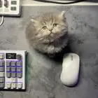 لتبني قطط شيرازيه