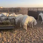 بهم جبر ناهي فل شحم وطراف كفوو