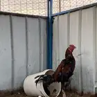 ديك برزيلي