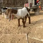 داغور جفره العمر شهر صحه شرط