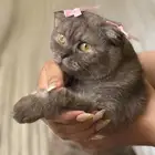 قطه
