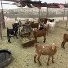 معزا متابيع و دفيع