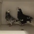 جوز للبيع قطايف خرش