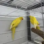 جوز دره لاتينو متاح جوز دره