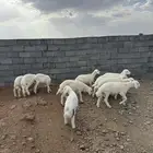 بهم تربيه
