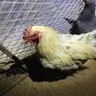 دجاج مشكل
