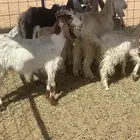 معزاء مقاني