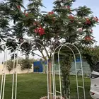 بونسينا أحمر طول وسماكه