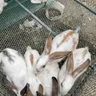 ارانب بابيون للبيع