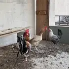 دجاج