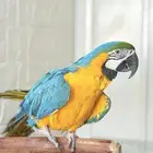 ببغاء مكاو اليف ولعوب ومتكلم عمر سنتين