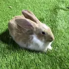 ارانب جوز فرنسي