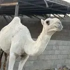 قعود سنه وشهرين