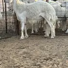خروف حري صنف