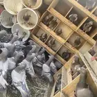 حمام فرنسي 40 جوز