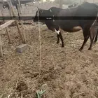 بقره البيع