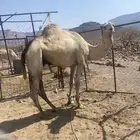 كسيحان حر صافي للبيع