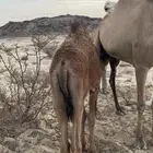 خلفه