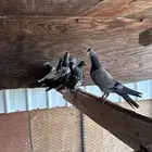 حمام باكستاني