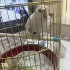 كروان البينو