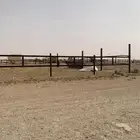 حوش نياق لتقبيل او الاجار