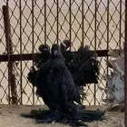 طبه رقاصي هندي