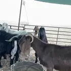 معزا دفيع