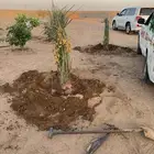 خلاص صقعي شيشي سكري