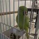 ببغاء دره