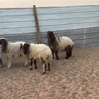 ذبايح نعيم