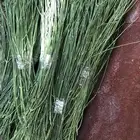 مرخ طازج قطفة اليوم