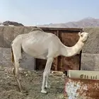 ناقه عل ضراب