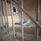 ذكور كروان جاهزه للانتاج وزوج بادجي منتج